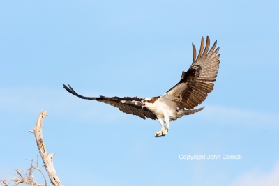 Flying-Bird;Osprey;Pandion-haliaetus;Photography;action;active;aloft;behavior;bi